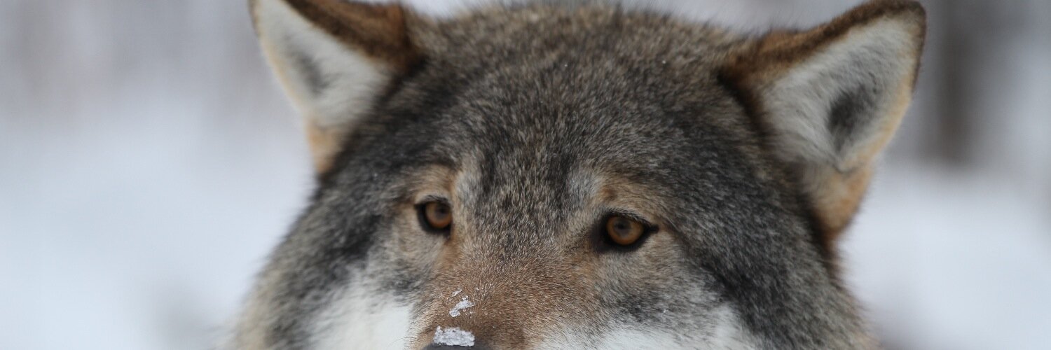 arne511's profile banner image