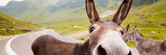 bigdonkeyman69's profile banner image