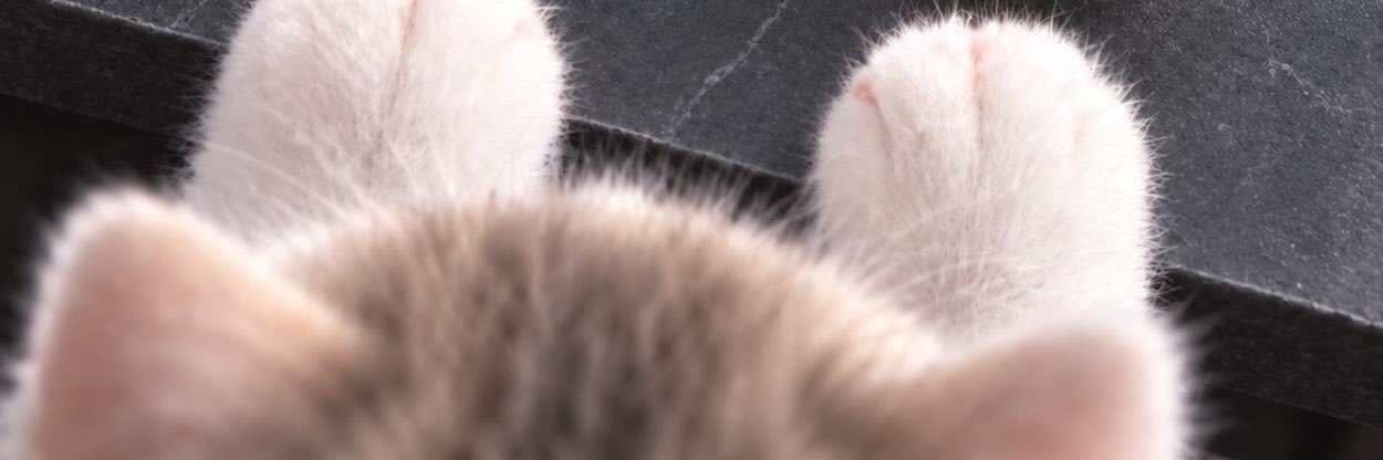 TuTuCuteeeee's profile banner image