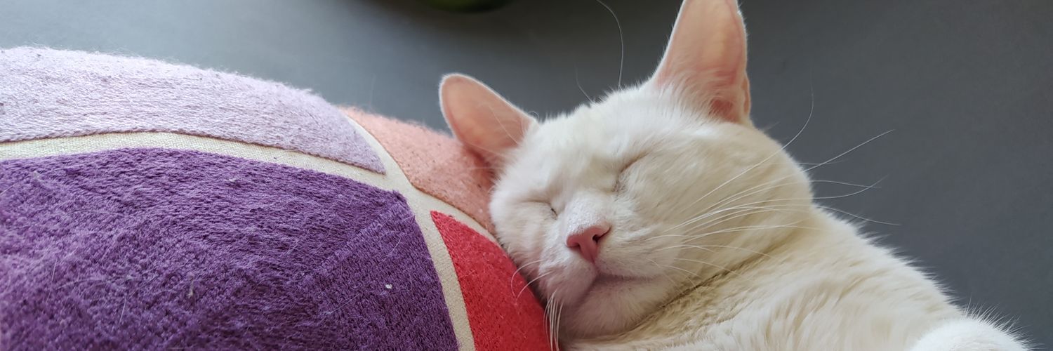 Hey, Cat! ღ banner