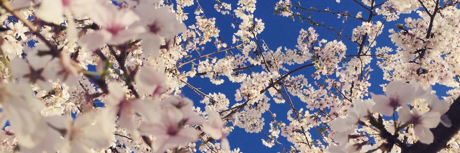 Terry Coniglio banner