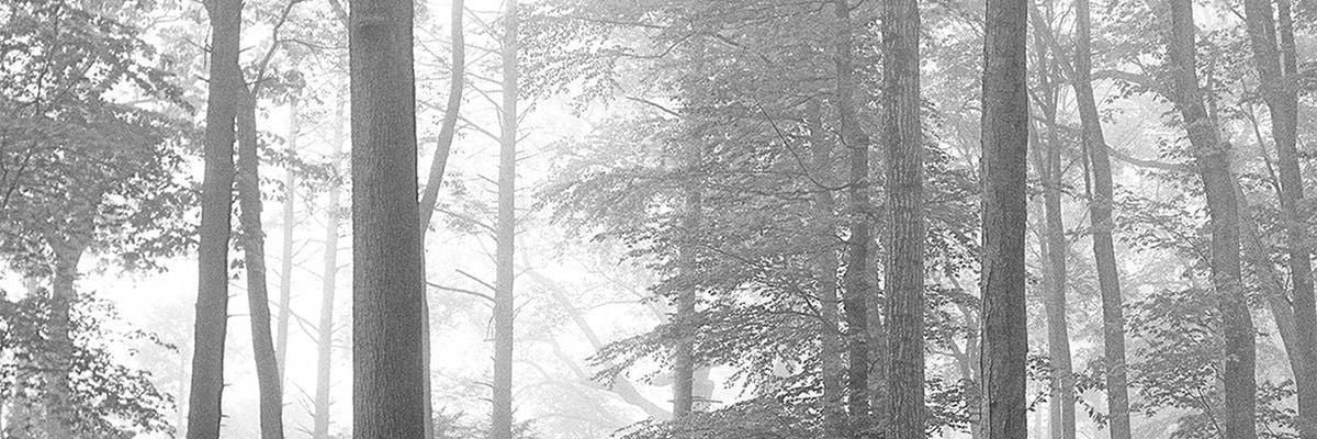 juneuine's profile banner image