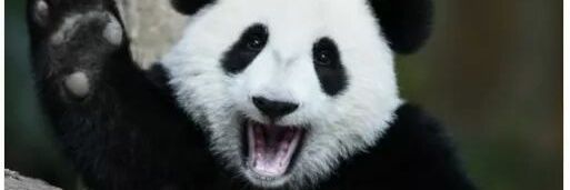 panda banner