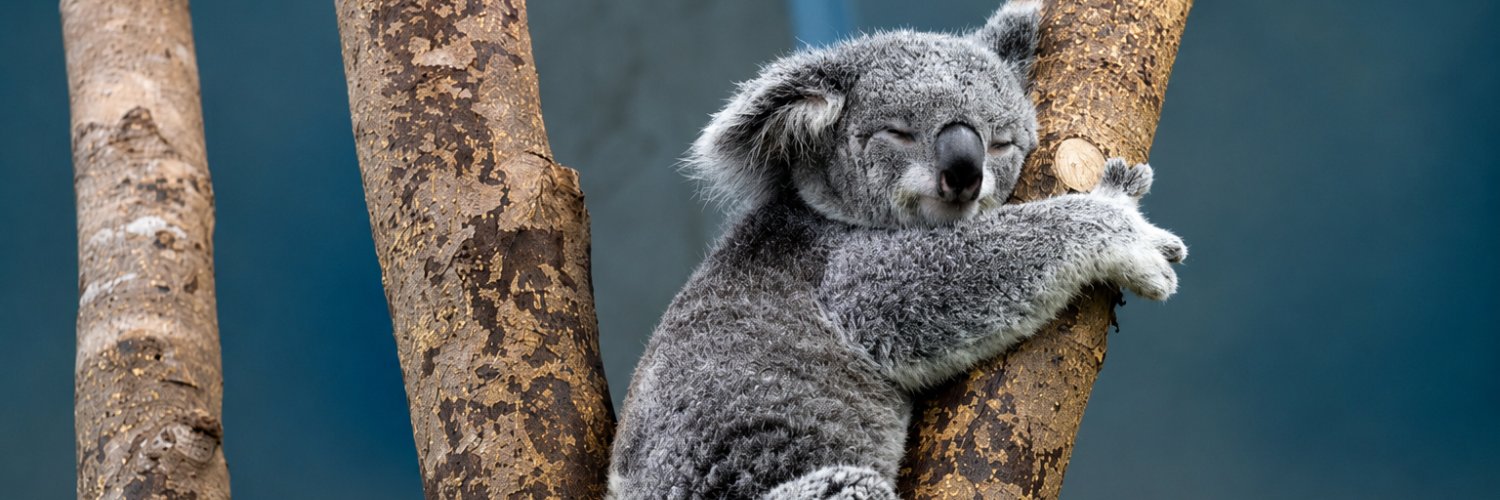 koala__zzz's profile banner image