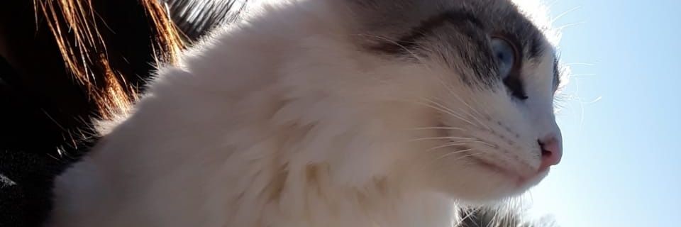_meel_16's profile banner image