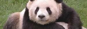 pandabear1116's profile banner image