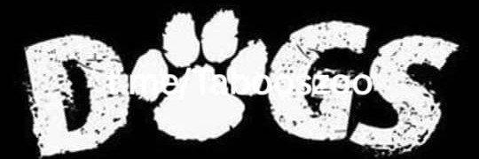 Miazpuk's profile banner image