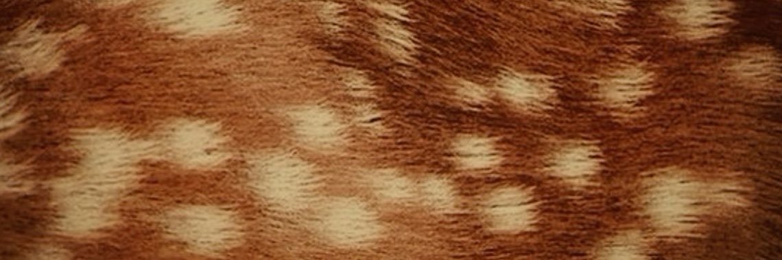 dollkivee's profile banner image