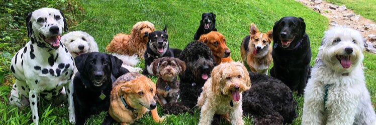 UrbanPawsDC's profile banner image