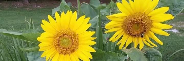 fayederrick115's profile banner image