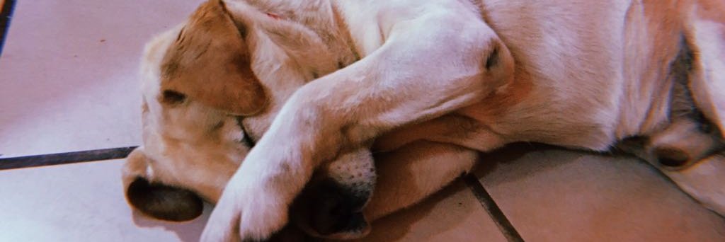 ailinrodok's profile banner image