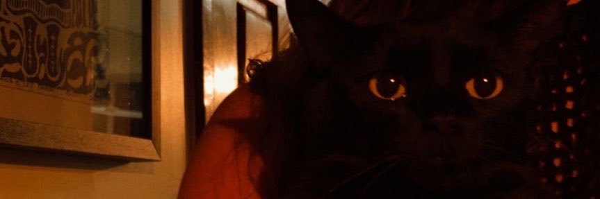 Lyllyyyi's profile banner image
