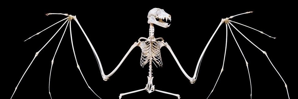 Humannaturxcei's profile banner image