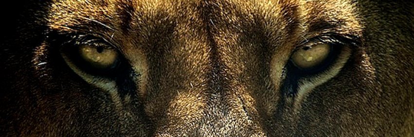 kcenani's profile banner image