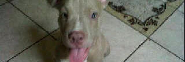 Brandon_Swiss banner