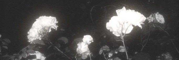 Anushaabvq's profile banner image