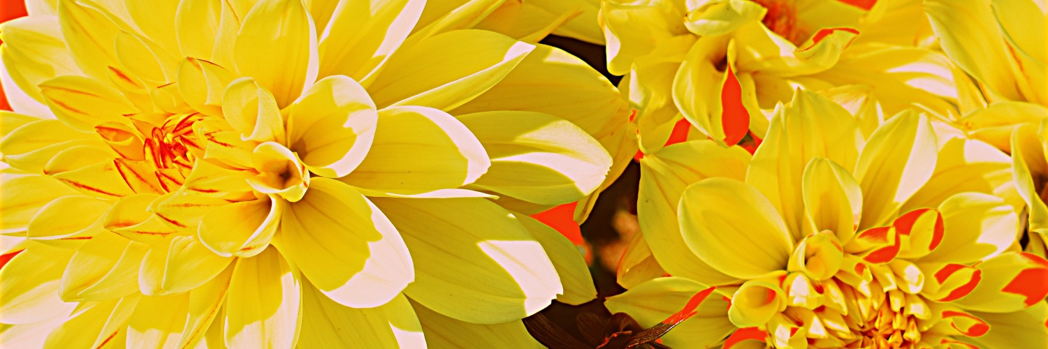 CathyGinter's profile banner image