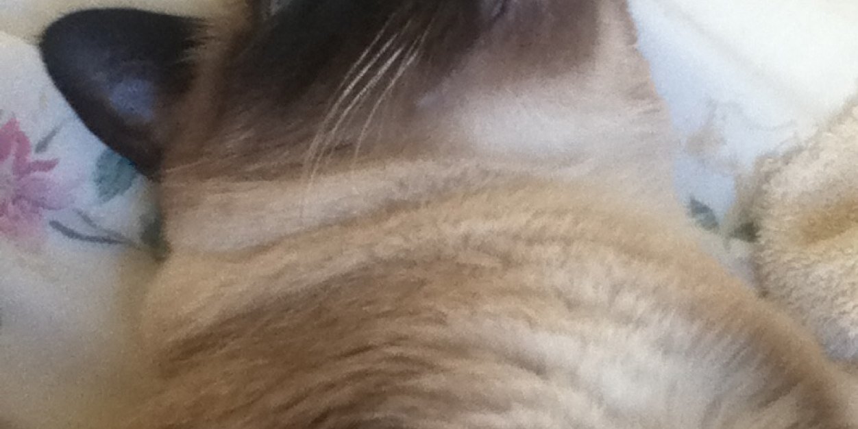 cat2325's profile banner image
