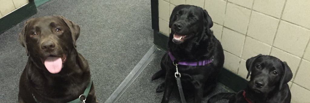 Joseph W. Belluck banner