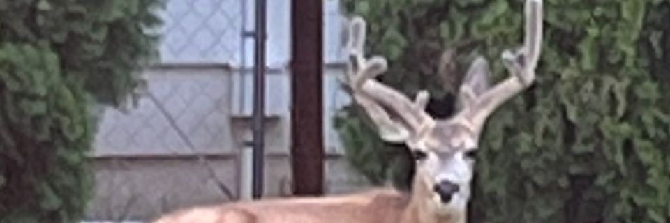 sushamilton's profile banner image