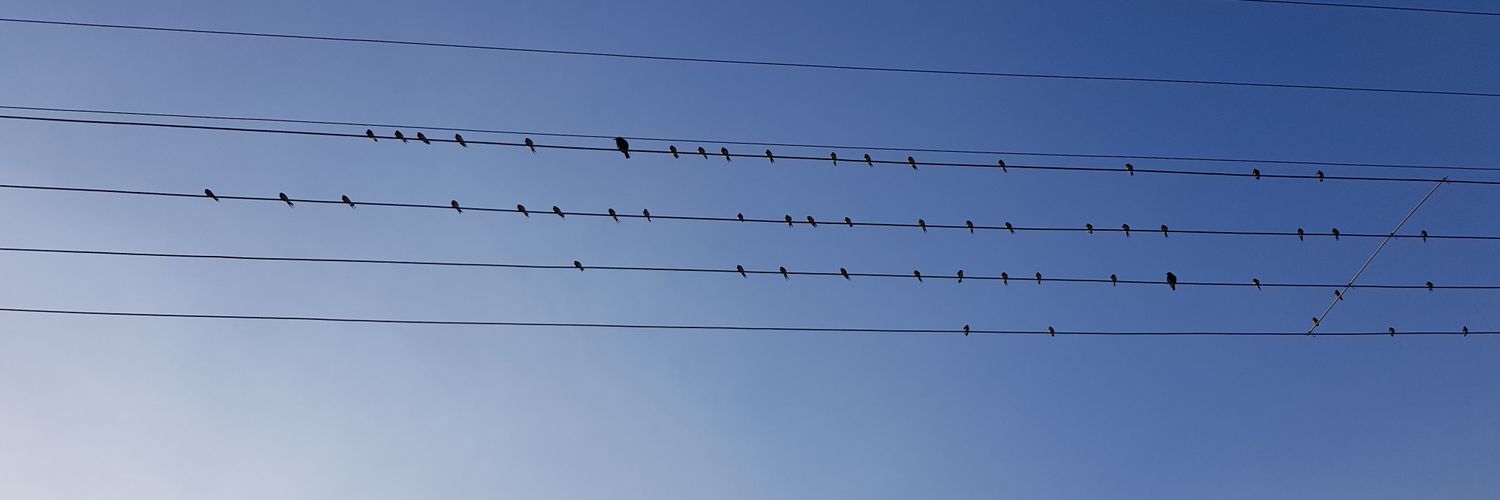 red_wattlebird_'s profile banner image