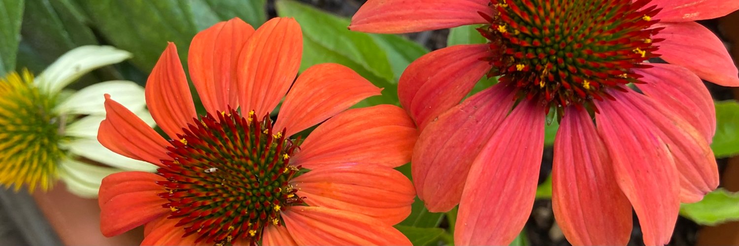 Marya Pulaski, MD banner