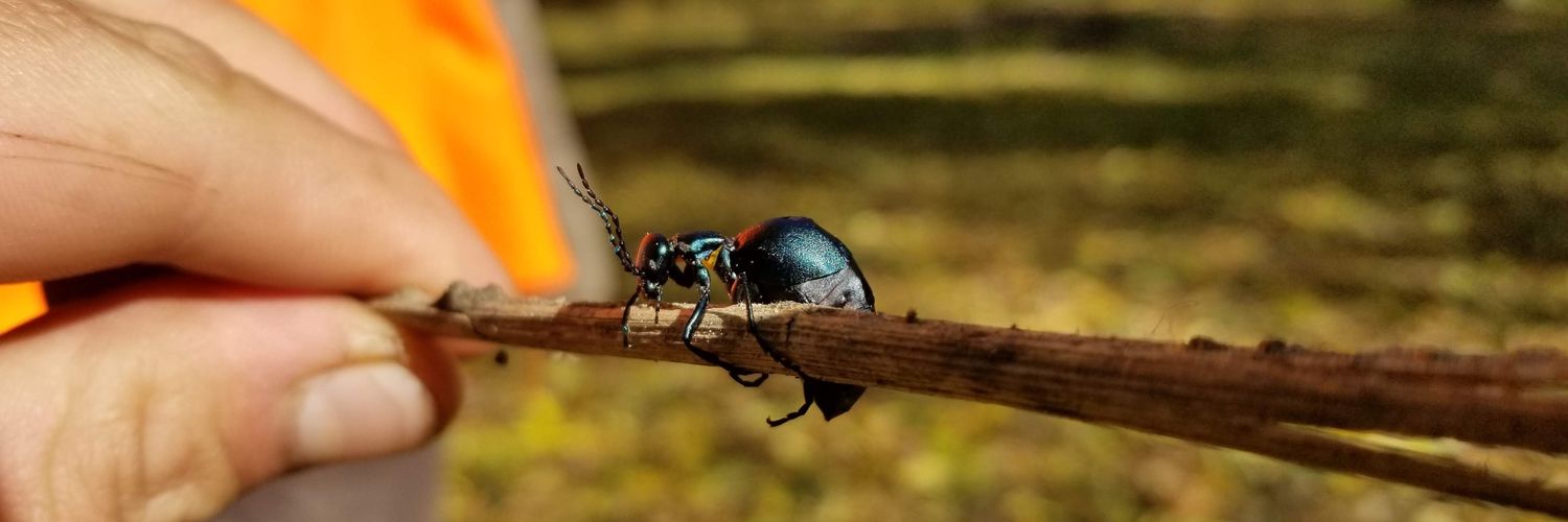 Chicken Fried Lemon banner