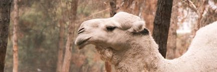 melba_2ngrb's profile banner image