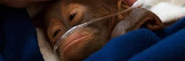 BeniokkTruecell's profile banner image