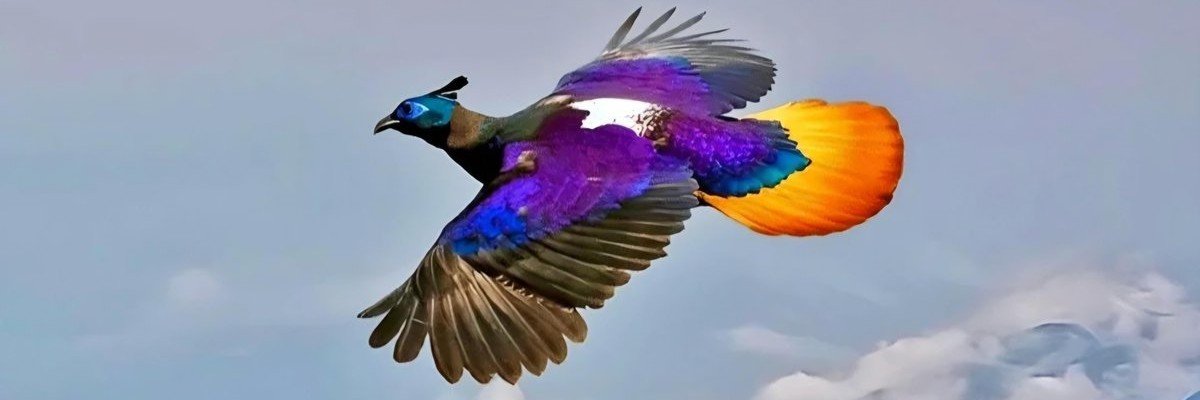 hanifeoffical's profile banner image