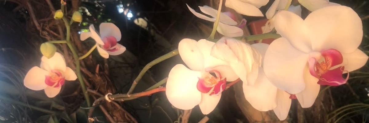 dabbooour's profile banner image