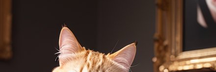 kirarimg's profile banner image