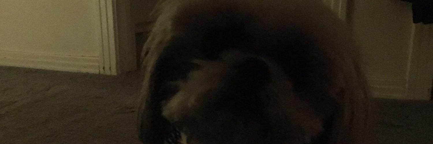 bully06's profile banner image