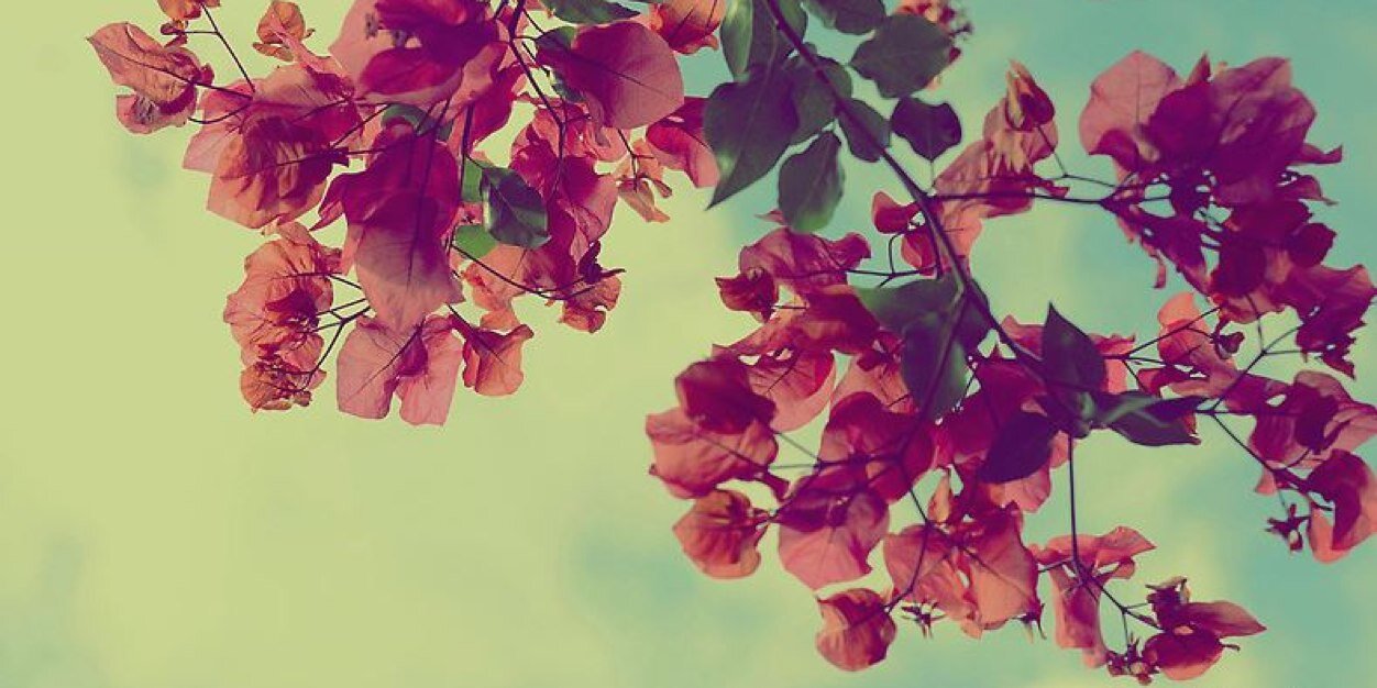 perezleslie's profile banner image