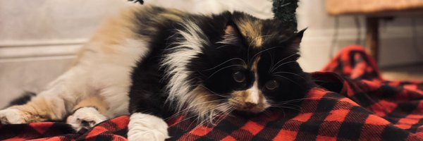 madijayne2 Profile Banner