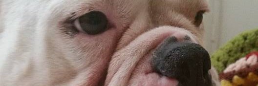 bellydncer's profile banner image