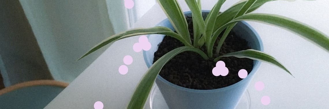 Moomiimm's profile banner image