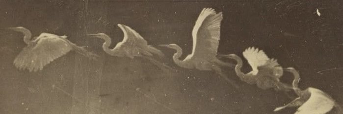 quillamonsta's profile banner image