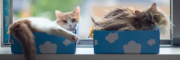 ocspot Profile Banner