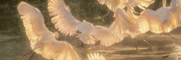 Ray_1997f's profile banner image