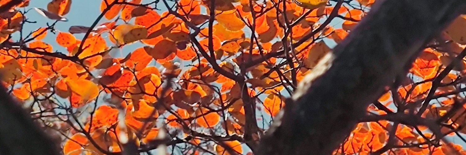 JimmyCarsttle's profile banner image