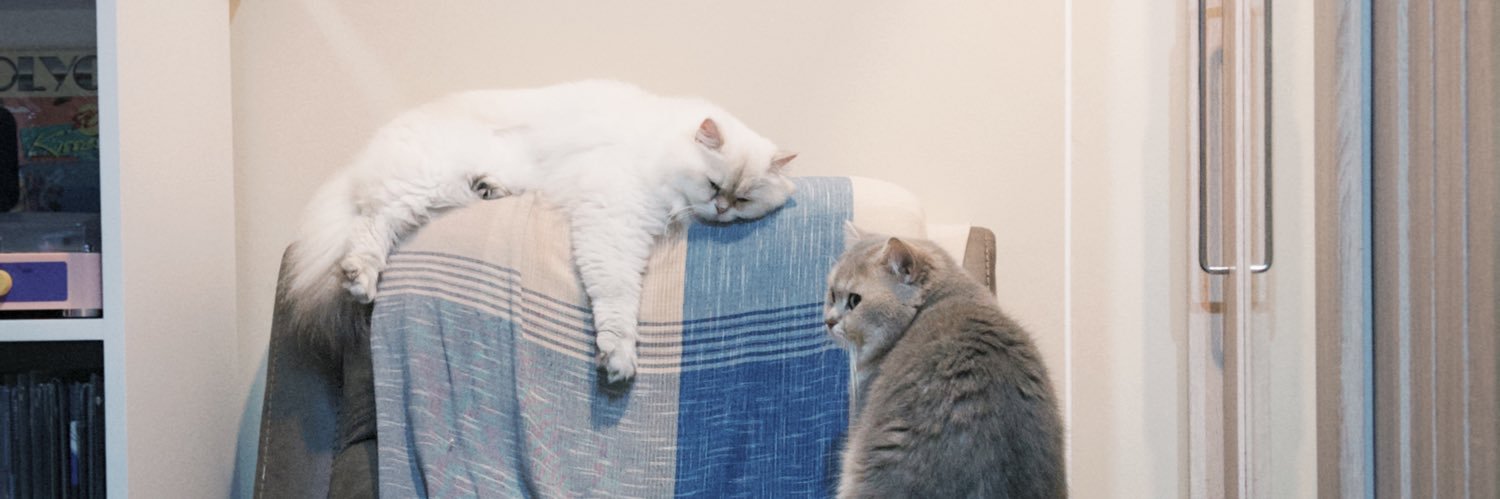 🐈‍⬛ banner