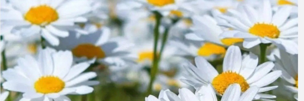 Lalejbu9's profile banner image