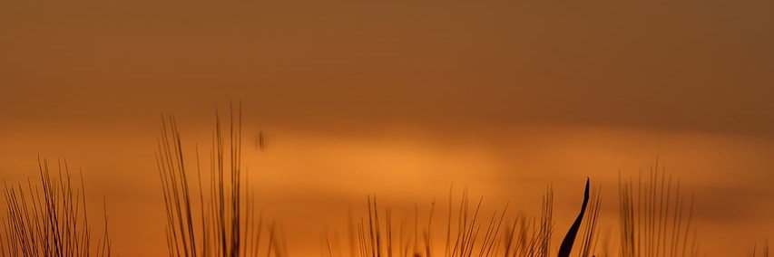 esbiixia's profile banner image