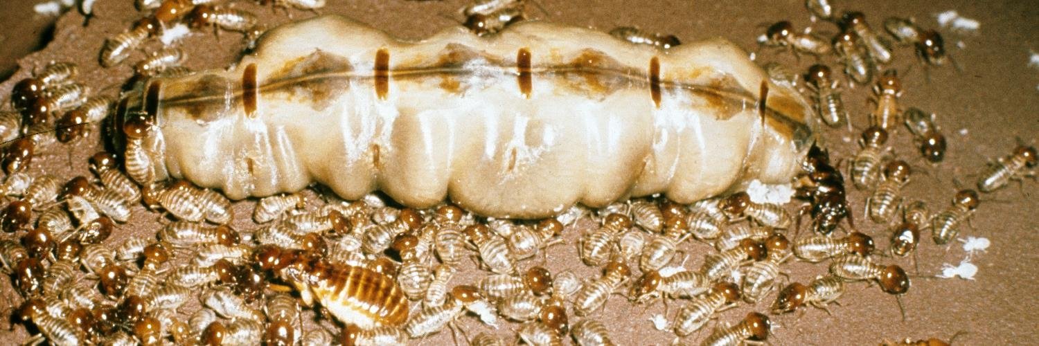 Paul Eggleton banner