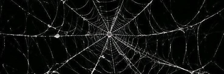 ThePuppySpider's profile banner image