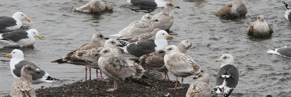 pilning Profile Banner