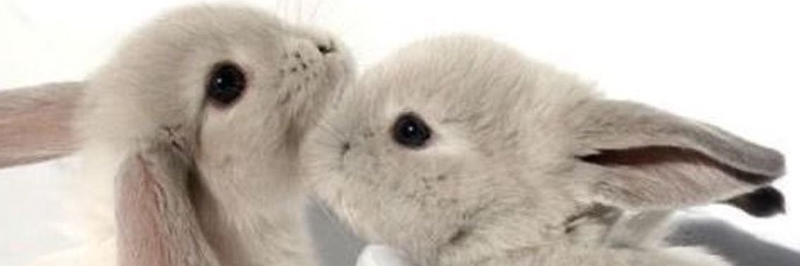 wimlllu's profile banner image