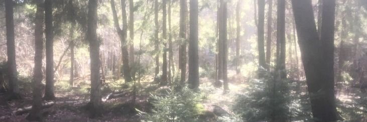 gloomdo1l's profile banner image