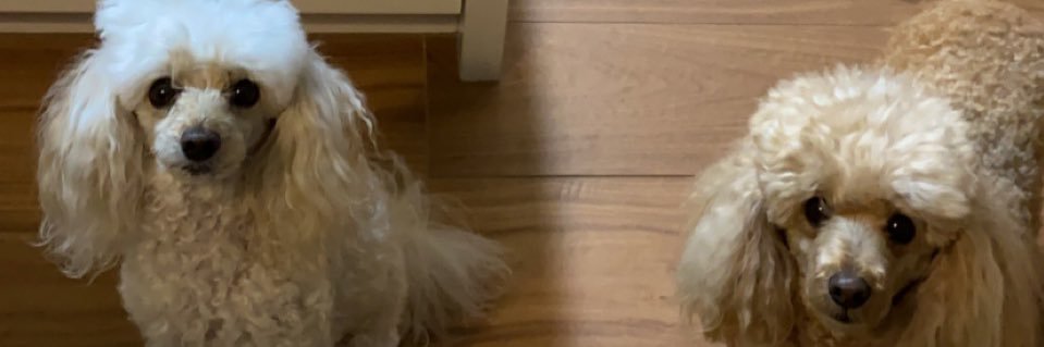 merrrnique's profile banner image